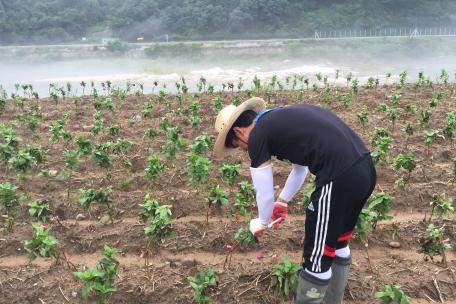 백일홍 축제 준비중