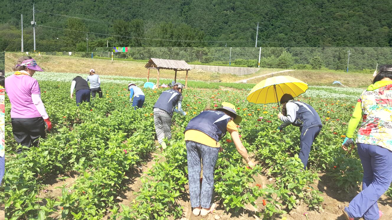 백일홍꽃잎따기자원봉사(7.8).jpg