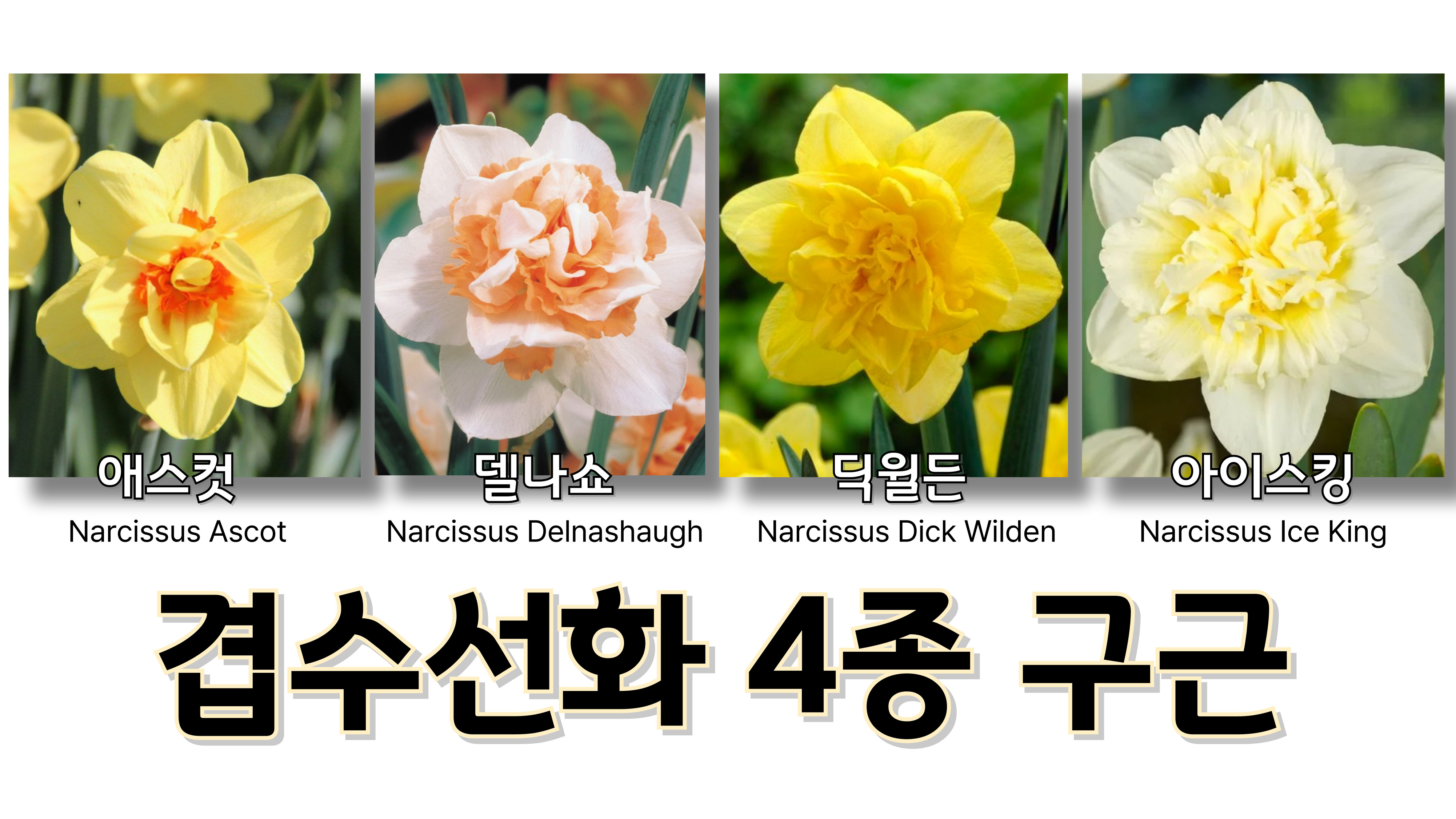 겹수선화-002.jpg