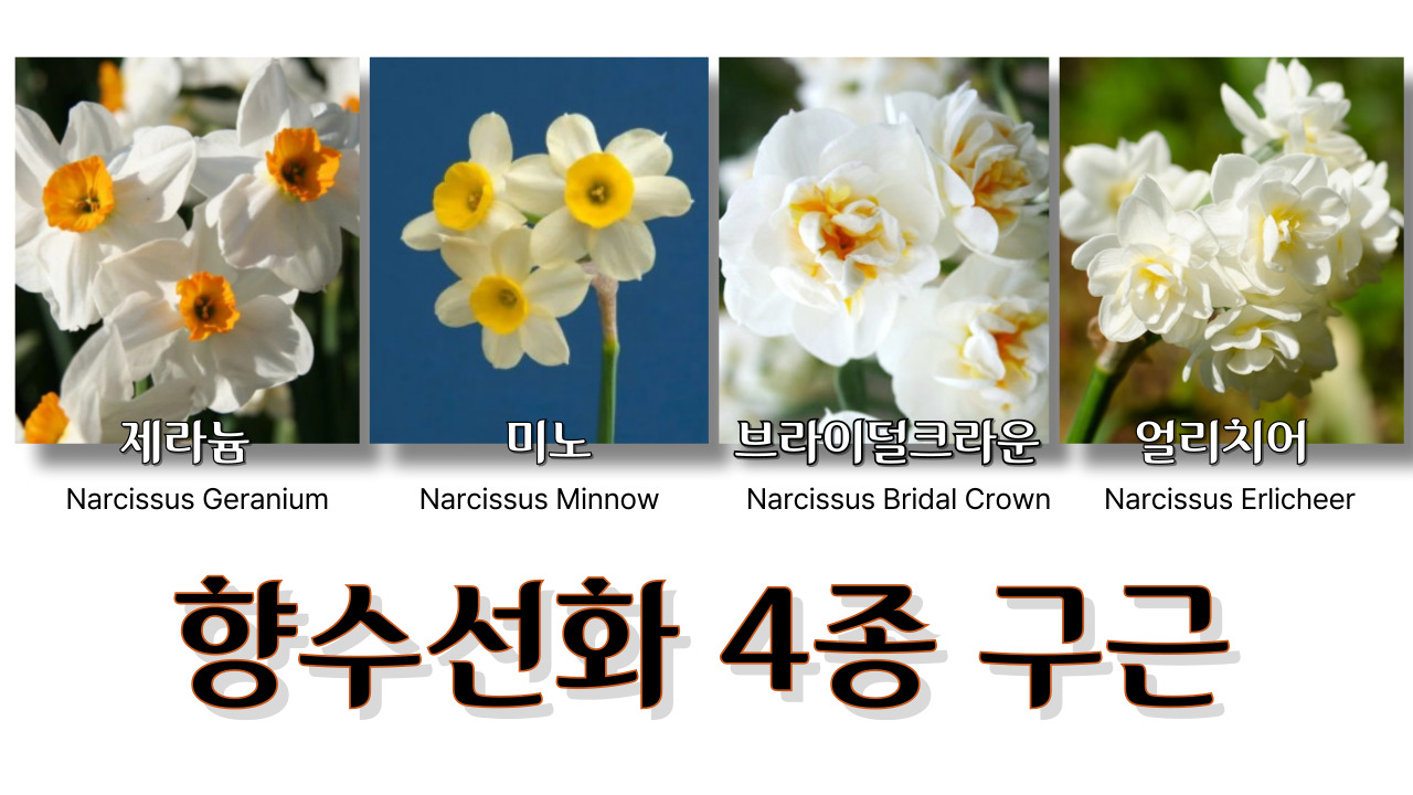향수선화-002.jpg